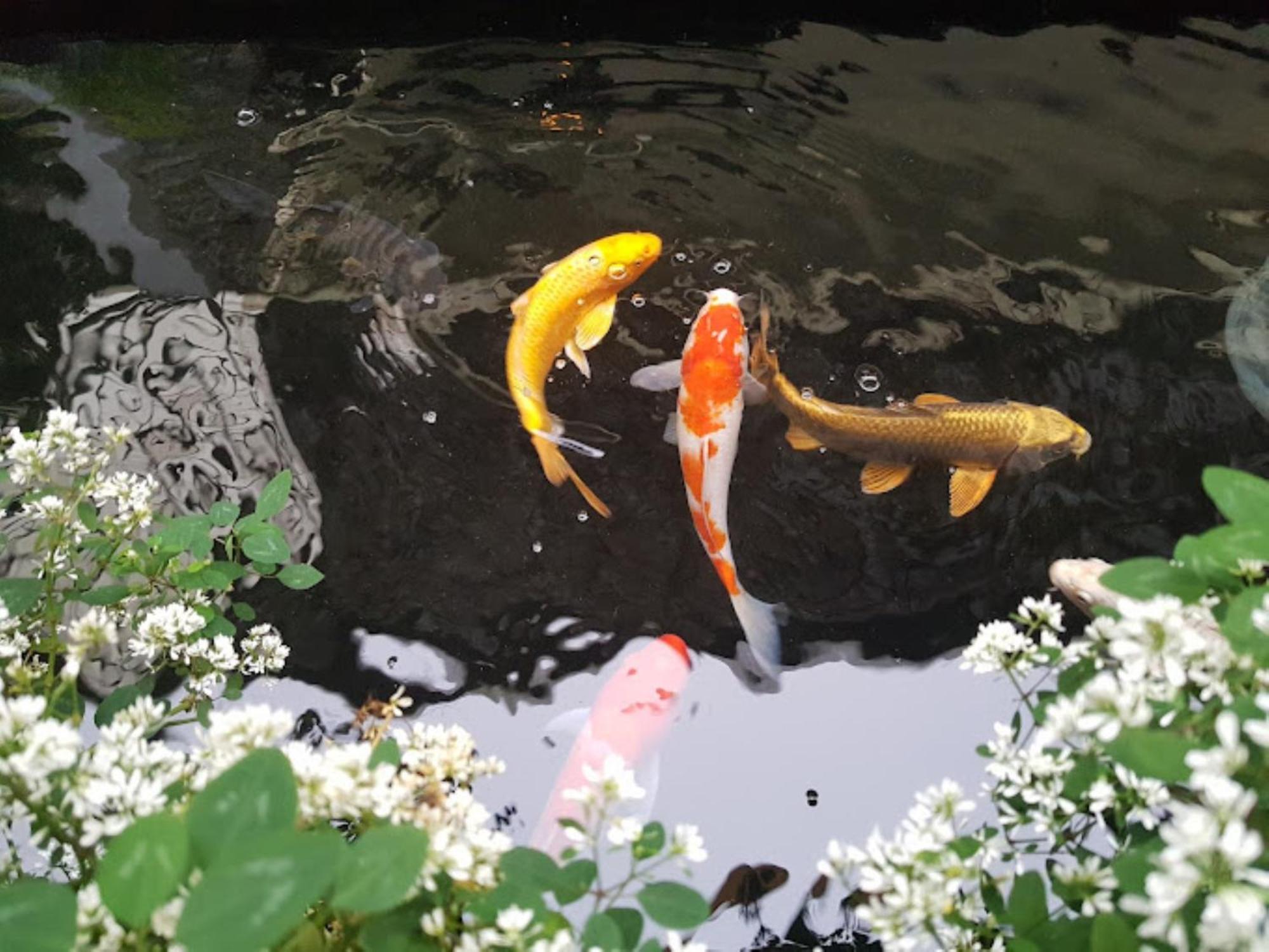 Vuon Tra Homestay Mang Den Kon Von Kla 外观 照片